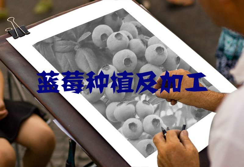 2020-2026年中国蓝莓种植及加工业前景预测报告(图1)