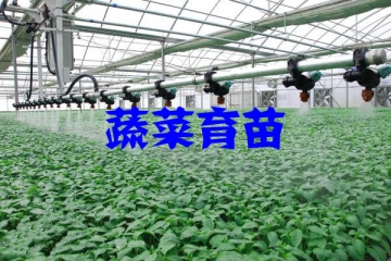 蔬菜育苗行业发展历程及五大趋势（附报告目录）