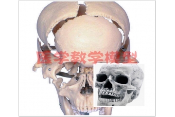 医学教学模型行业前景与国内外参与者分析（附报告目录）