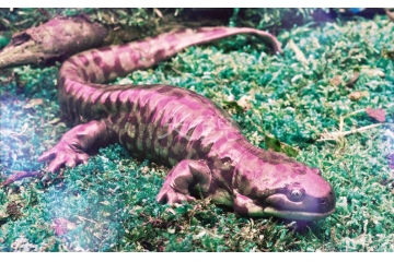 大鲵养殖及深加工行业发展驱动因素与进入障碍（附报告目录）